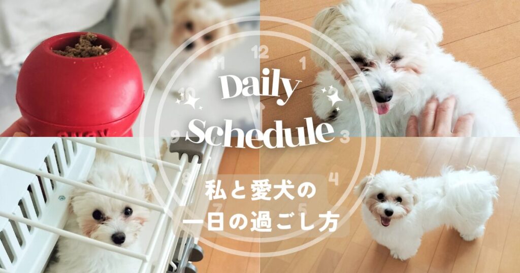 【留守番・食事・散歩】一人暮らし✕室内犬のタイムスケジュールを大公開！