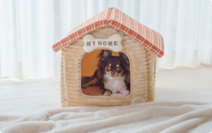 【犬のハウスとは？】一人暮らしで飼うなら知っておきたい2つの意味としつけの方法