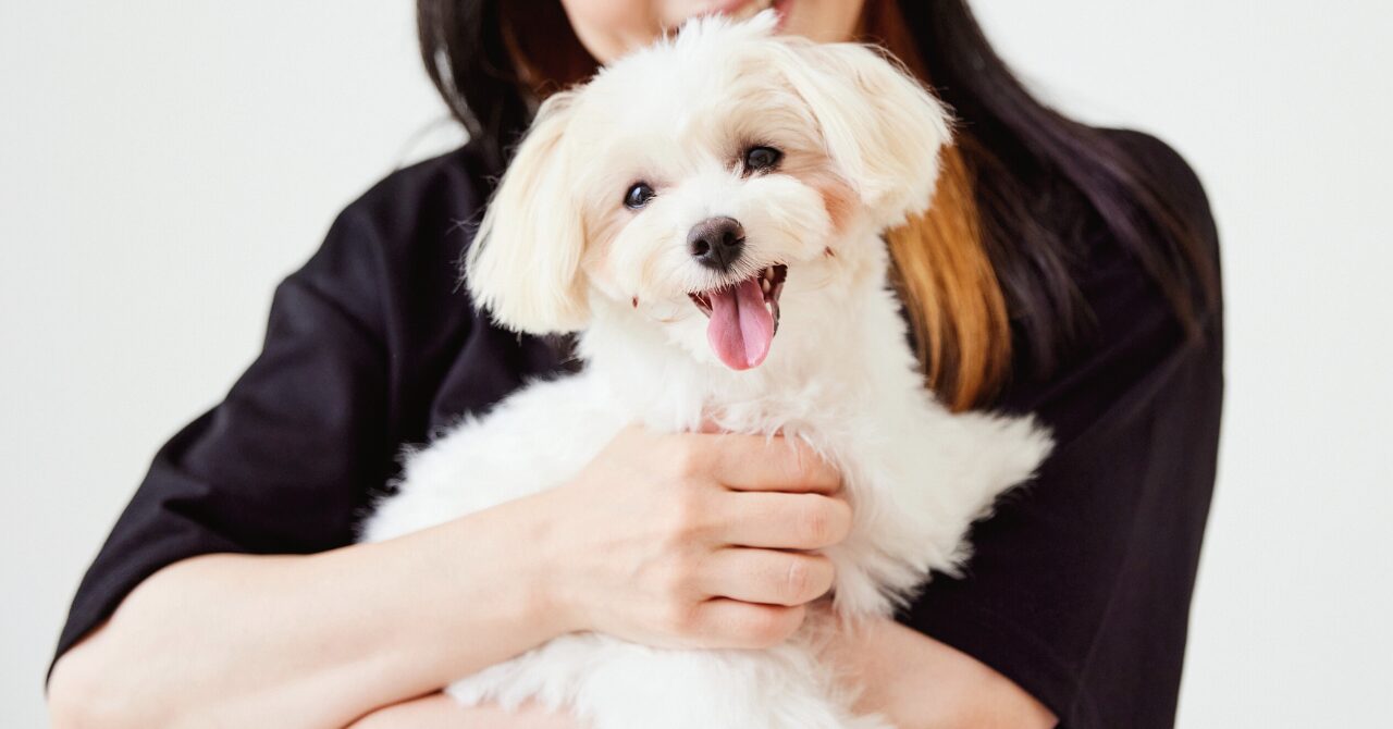 体験談】一人暮らしで犬を飼って思うこと｜必要な条件と対策方法