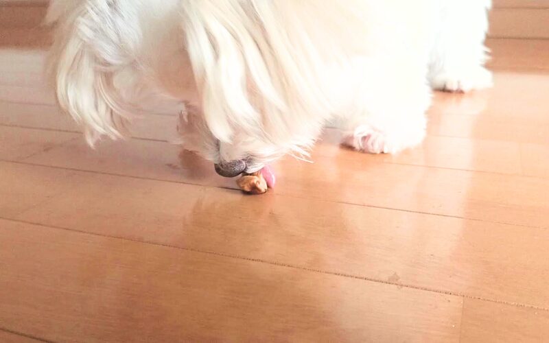 完全無添加の犬用おやつ「ビタライフ(VitaLife)」アップル&チキン口コミ・レビュー