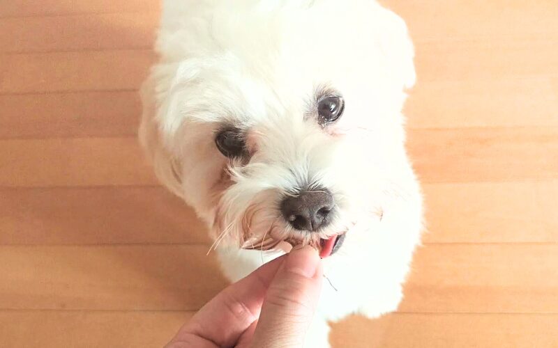 完全無添加の犬用おやつ「ビタライフ(VitaLife)」チキンミニテンダー口コミ・レビュー