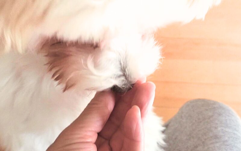 完全無添加の犬用おやつ「ビタライフ(VitaLife)」チキンテンダー口コミ・レビュー