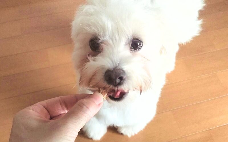 完全無添加の犬用おやつ「ビタライフ(VitaLife)」チキンテンダー口コミ・レビュー