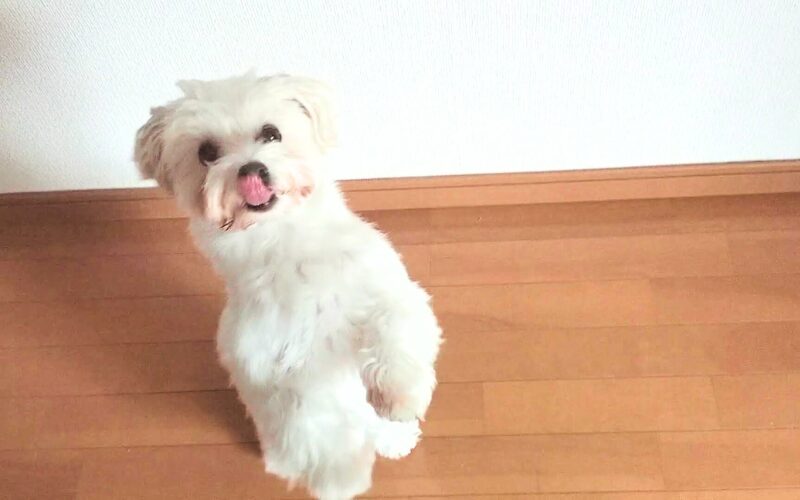 完全無添加の犬用おやつ「ビタライフ(VitaLife)」チキンテンダー口コミ・レビュー