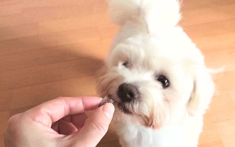 チキンチップスの試食