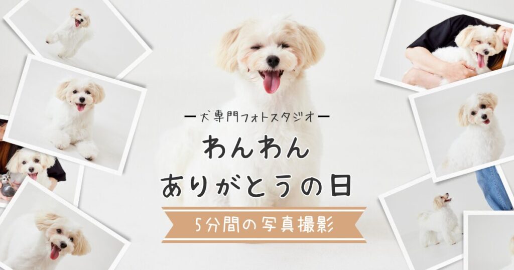 【口コミ】わんわんありがとうの日｜5分間の写真撮影プラン体験｜犬専門フォトスタジオ｜神奈川県