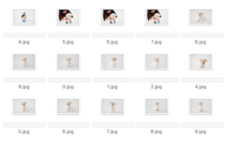 「わんわんありがとうの日」5分間の写真撮影体験談