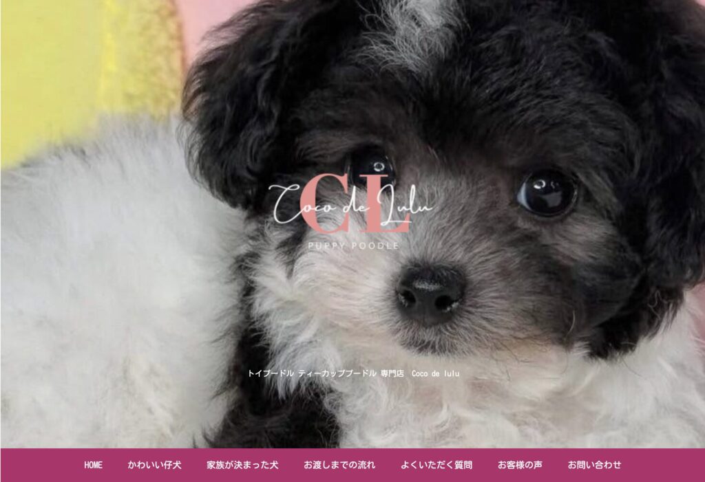 大阪トイプードル専門犬舎【CoCo de LuLu】