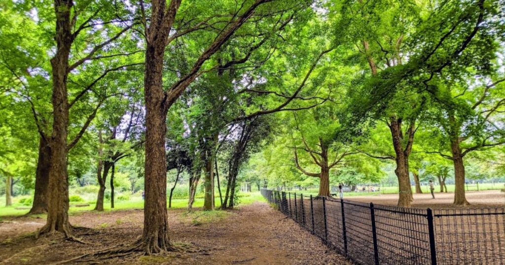 代々木公園ドッグラン